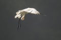 An artistic photograph of a flying Egret bird with all itÃ¢â¬â¢s feathers