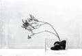 Creative photography with glass. Dry branch of a plant in a glass vase