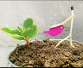Creative pic in which matchstick watering plant Royalty Free Stock Photo