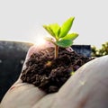 Creative pic in which small plant is in hand Royalty Free Stock Photo