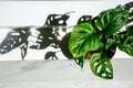 Monstera adasonii plant with its shadow. Royalty Free Stock Photo