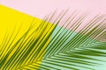 Creative pop layout made of tropical palm leaf lying diagonally on colorful pink, mint and yellow tricolor background Royalty Free Stock Photo