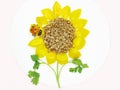 Creative porridge sunflower and ladybug shape Royalty Free Stock Photo