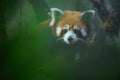 Creative portrait of red panda peering through vegetation on top of an oaknut tree