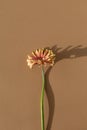 Creative poster of gerbera flowers with aesthetic sunlight shadows on neutral background. Floral composition in flat lay style