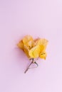 Creative poster postcard, yellow Bougainvillea flower on colored pink background