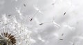 Creative professional background of dandelion seed fluff in soft whites, windy dispersal pattern, ai Royalty Free Stock Photo