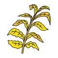 A creative quirky hand drawn cartoon corn leaves
