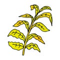 A creative quirky hand drawn cartoon corn leaves