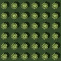 Creative regular seamless pattern of green cactus succulent plants with hard shadows on green background. Top view Royalty Free Stock Photo