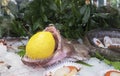 Seafood Display in Mercado de San Miguel in Madrid Spain