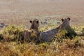 A creative selective focus and backside photo of a pair of lions sitting in a mud mound overlooking the open savannah