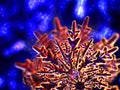 Creative series of artificial snowflakes illuminated with warm fire colors against background of defocused cold blue