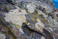 Creative shot of colorful rock fungi. Vibrant textures and patterns on the rocks at Cape point. Royalty Free Stock Photo