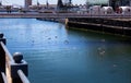 Creative shot of flock of birds majestically soaring under the bridge crossing at the Waterfront.