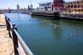 Creative shot of flock of birds majestically soaring under the bridge crossing at the Waterfront.