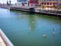 Creative shot of flock of birds majestically soaring under the bridge crossing at the Waterfront.