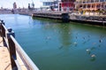 Creative shot of flock of birds majestically soaring under the bridge crossing at the Waterfront.