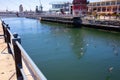 Creative shot of flock of birds majestically soaring under the bridge crossing at the Waterfront.