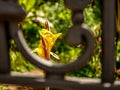 Creative shot of a rising sword flower