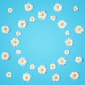 Creative spring layout of camomiles on a blue background with a copy space Royalty Free Stock Photo