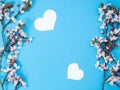 Creative spring layout made of cherry blossom tree branch with hearts shape on blue background, spring concept with copy space, fl Royalty Free Stock Photo