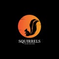 creative squirrel animal logo design icon symbol illustration-vector Royalty Free Stock Photo