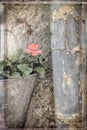 Creative still life of flower in old fashioned wall pot and a rusty rain pipe