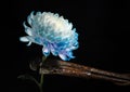 Composition with an old rusty wrench and chrysanthemum flower Royalty Free Stock Photo