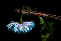 Composition with an old rusty wrench and chrysanthemum flower Royalty Free Stock Photo