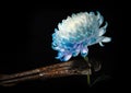 Composition with an old rusty wrench and chrysanthemum flower Royalty Free Stock Photo