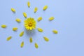 Creative summer layout in shape of sun made with from fresh yellow Daisy on a white background.