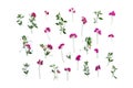 Creative summer pink wildflowers Lathyrus peavines, vetchlings on a white background. Top view, flat lay