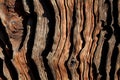 Texture of old tree bark trunk. wood. Close up as a wooden background Royalty Free Stock Photo