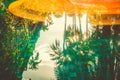 Creative, toned, tropical, exotic background.