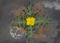 Creative top view  spring ornament from dandelion and green leaves   in minimal style Royalty Free Stock Photo