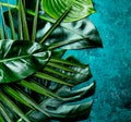 Creative tropical leaves background. Trandy tropical leaves on turquoise slate background - color of the year 2018. Top Royalty Free Stock Photo