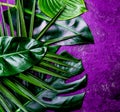 Creative tropical leaves background. Trandy tropical leaves on ultra violet slate background - color of the year 2018 Royalty Free Stock Photo