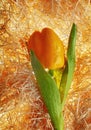 Creative tulip from pepper