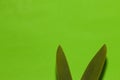 creative two leaf like rabbit ears at the bottom of a green background, lots of copy space, creative animal eco design Royalty Free Stock Photo