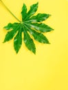 Creative vertical layout with green leaf on bright illuminating background. Minimal spring or summer concept.