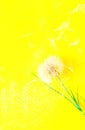 Creative yellove background with white dandelions inflorescence. Concept for festive background. Close-up