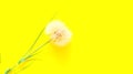 Creative yellove background with white dandelions inflorescence. Concept for festive background. Close-up,copy space