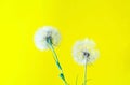 Creative yellove background with white dandelions inflorescence. Concept for festive background. Close-up,copy space