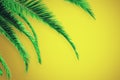Creative yellow palm background