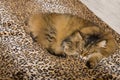 Creature Comforts: Pixie Bob Cat Asleep on Leopard Comforter