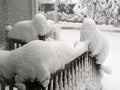 Snow Creatures Formed After Blizzard in New Hampshire