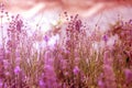 Creatve toned laveder field. Beautiful detail of scented lavender flowers field