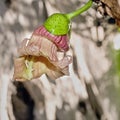 The flower from a Crecentia cujete L., Bignonaceae, Tree Royalty Free Stock Photo