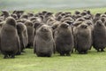 A creche of King Penguin Chicks, huddled in the rain at Voluntee Royalty Free Stock Photo